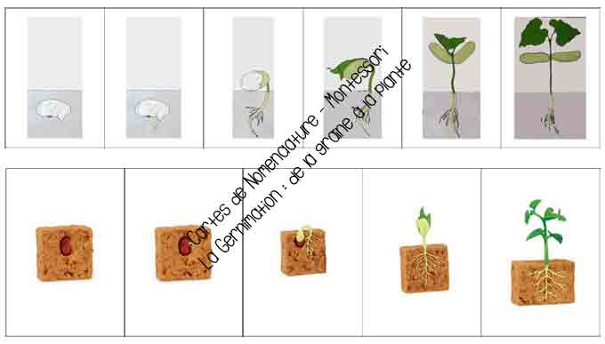 germination-images